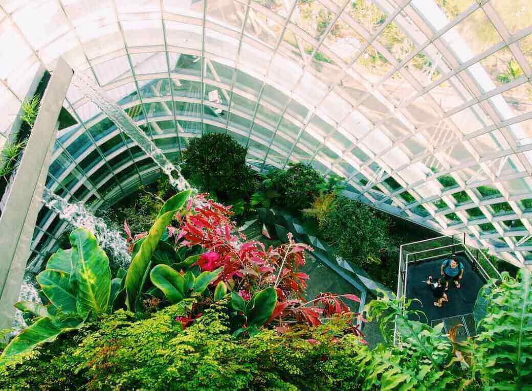 the cloud forest